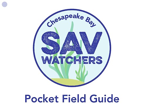 Chesapeake Bay SAV Watchers - Pocket Field Guide (Online viewing version) (Page 1)