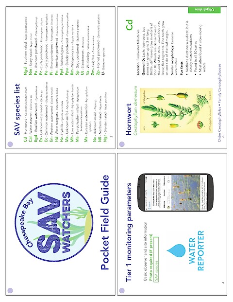 Chesapeake Bay SAV Watchers - Pocket Field Guide (Printing version) (Page 1)