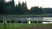 Lake at sunset surrounded by common mullein (Verbascum thapsus)