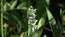 White bog orchid (Platanthera dilatata)