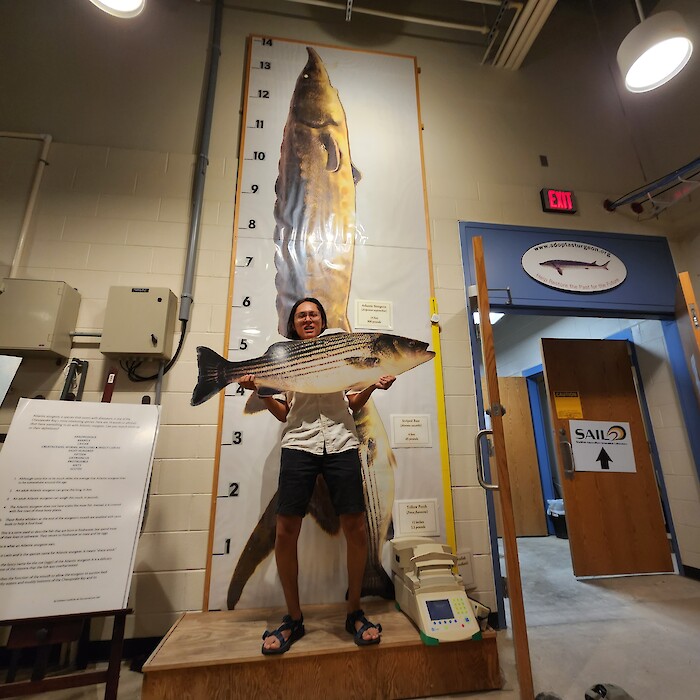 This picture was taken by Kameryn Overton. A young man is holding a cardboard cut out of a fish while standing in front of a poster showing the maximum growth length of the Atlantic sturgeon. The young man is drastically shorter than the poster behind him.